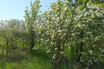 Фото №2: Земельный участок 7.2 сот. - Полтавка, ул. Гридасова