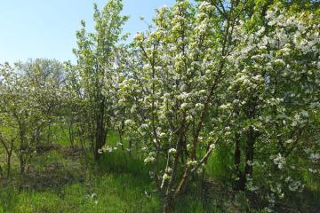 Фото №2: Земельный участок 7.2 сот. - Полтавка, ул. Гридасова