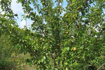 Фото №3: Земельный участок 7.2 сот. - Полтавка, ул. Гридасова