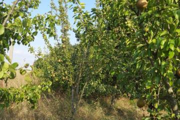 Фото №4: Земельный участок 7.2 сот. - Полтавка, ул. Гридасова